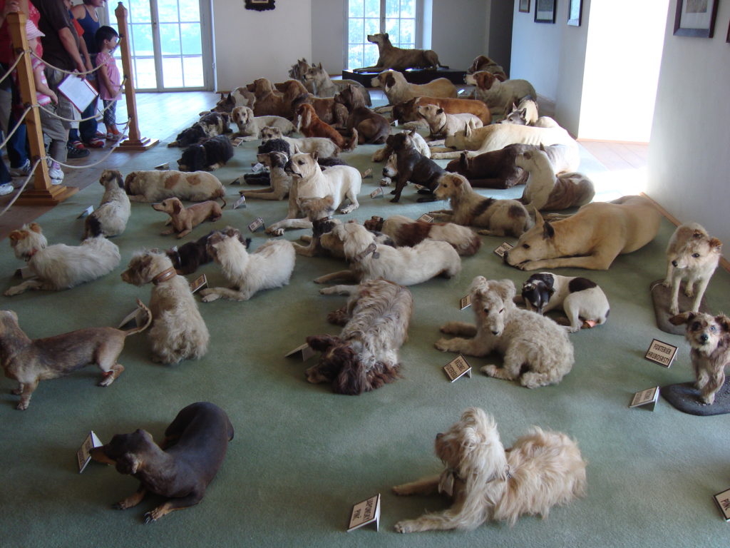 Stuffed dogs collection at Bitov Castle, Czech Republic