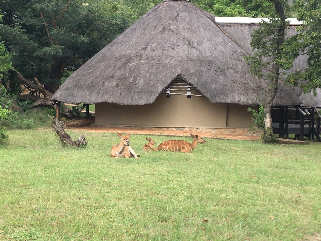 Safari in South Africa