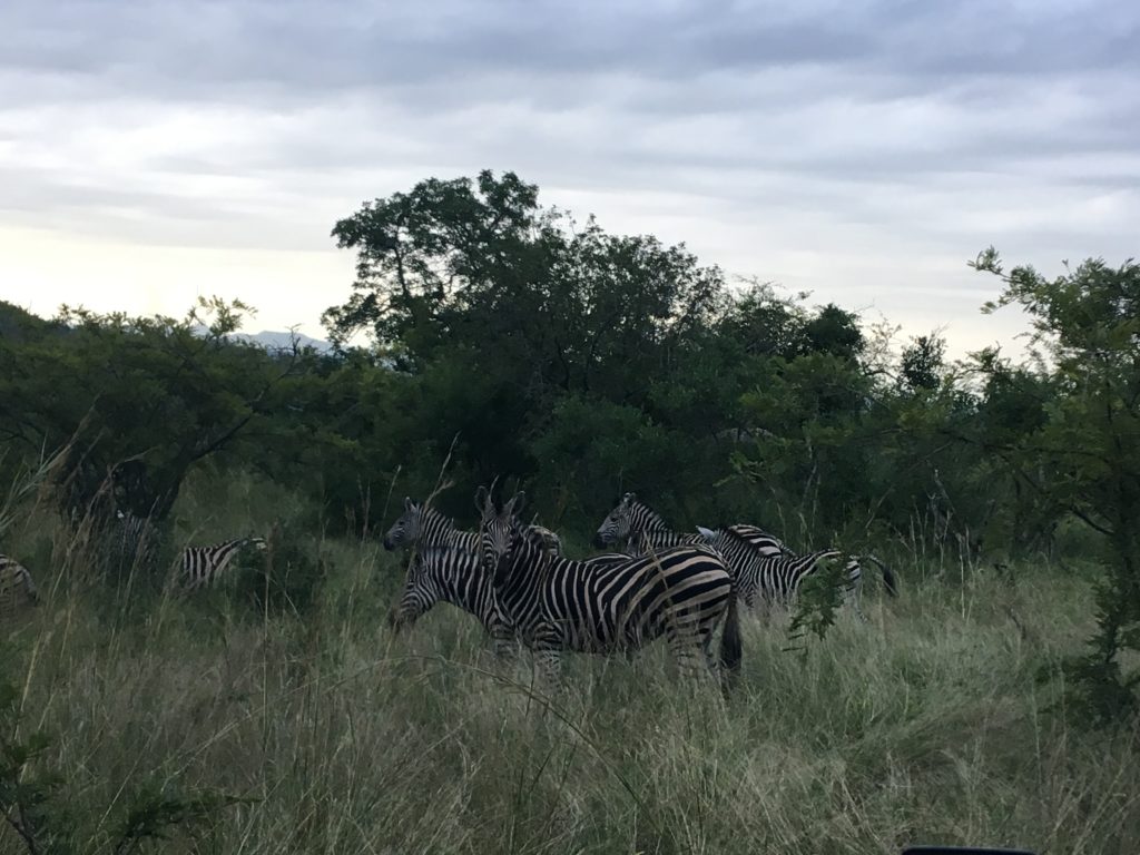 Safari in South Africa