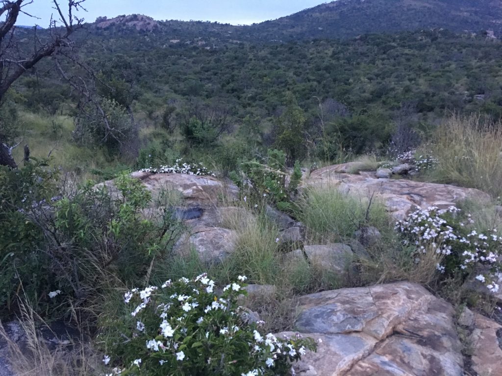 Safari in South Africa