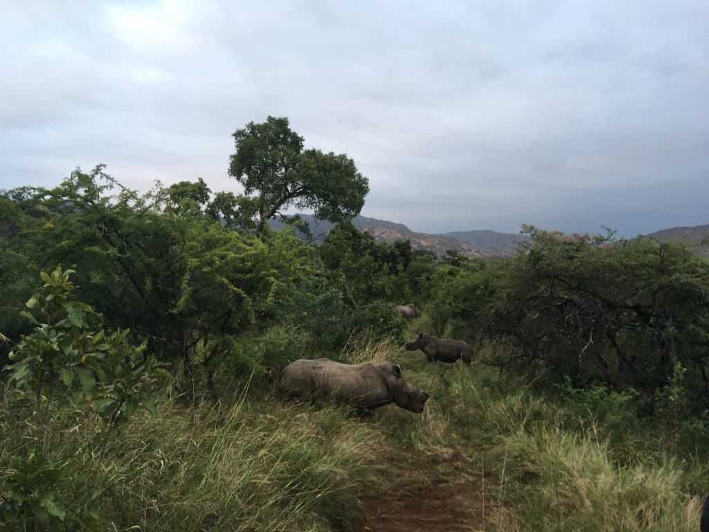 Safari in South Africa 