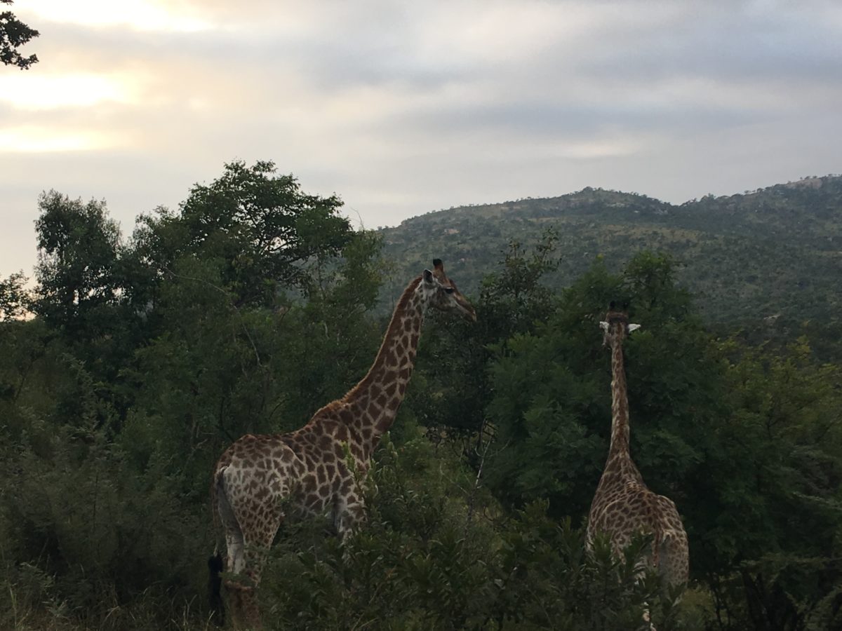 Safari in South Africa, our spring vacation